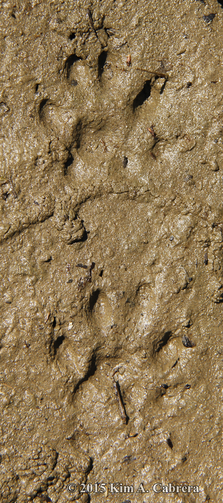 mink tracks