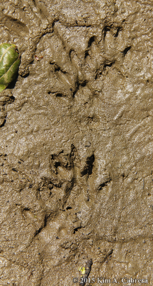 mink tracks