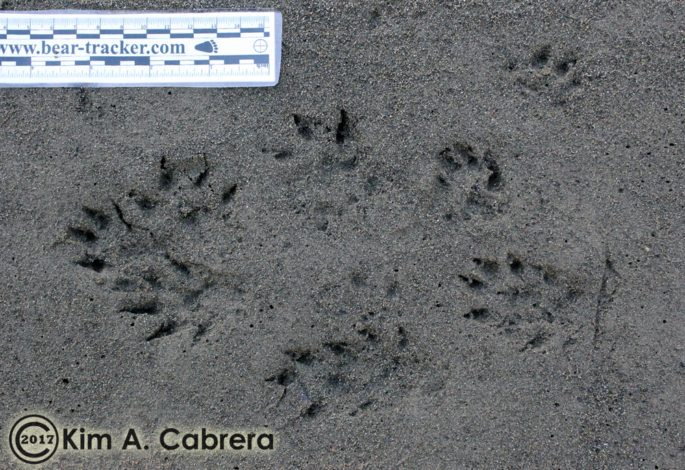 mink tracks