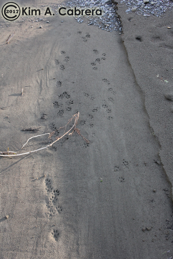 mink tracks