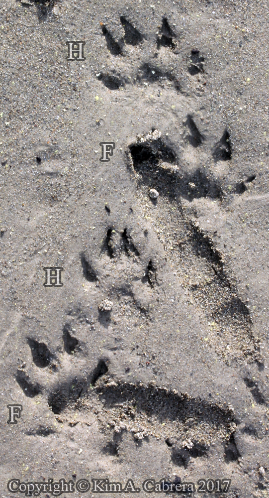 mink tracks