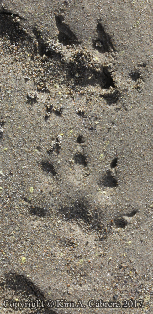 mink tracks