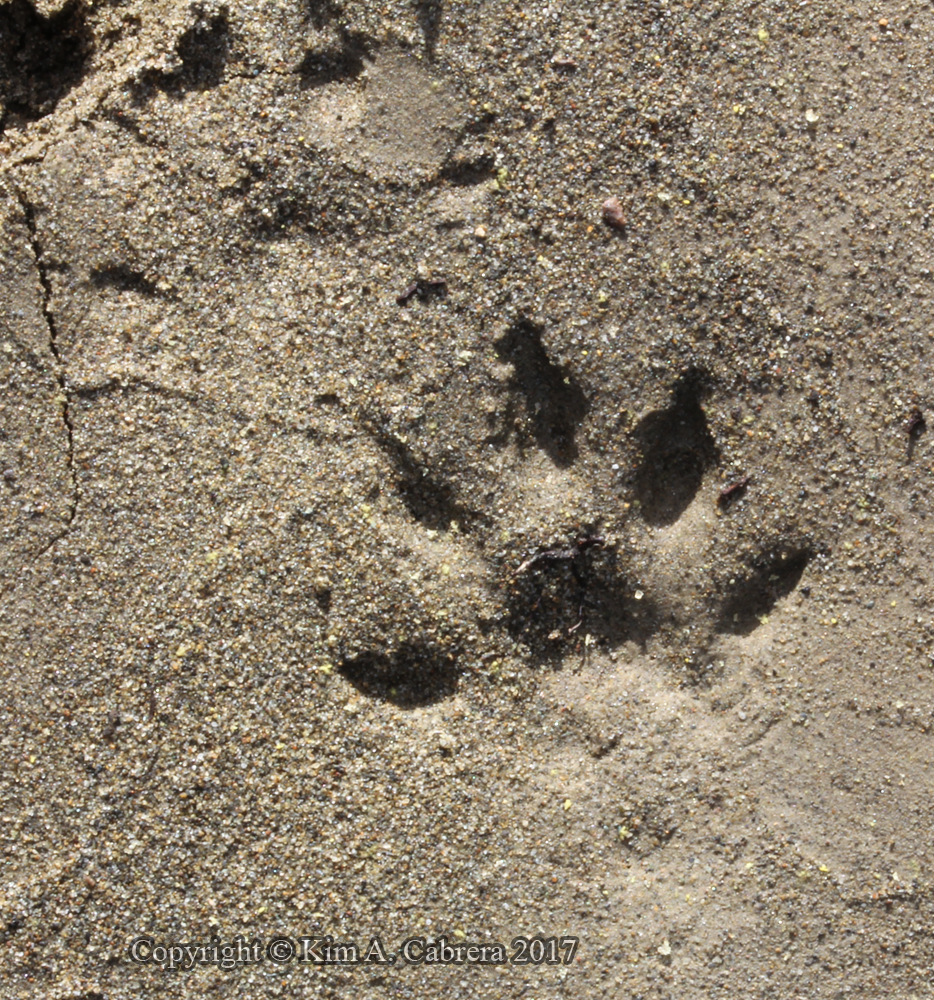 mink tracks