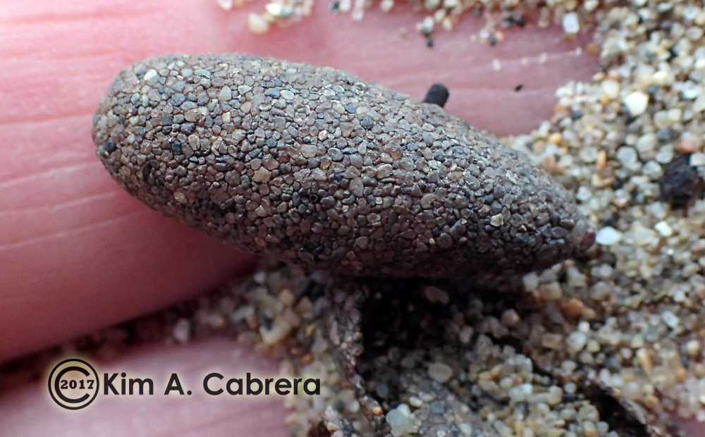 Sand Wasp egg case