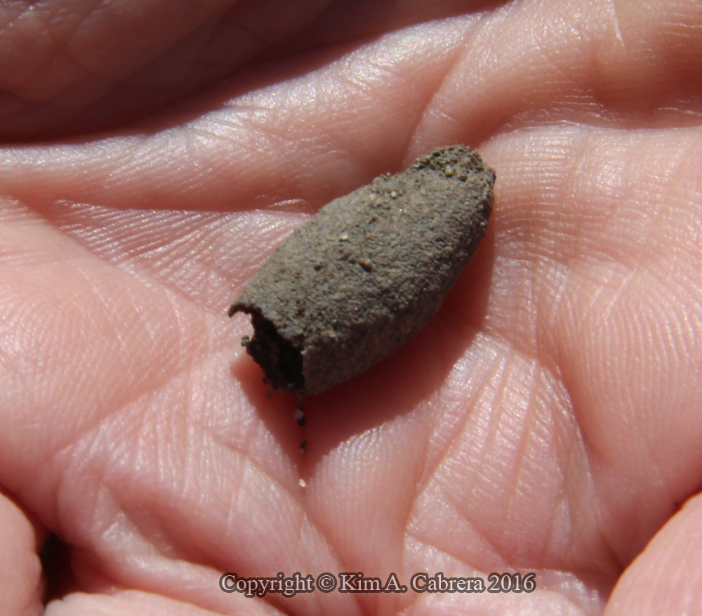 Sand Wasp egg case