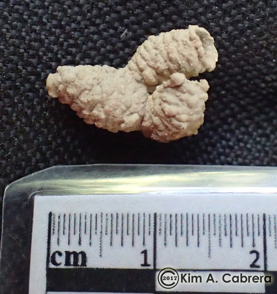 Spider wasp larval cocoon