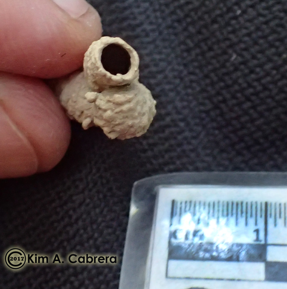 Spider wasp larval cocoon