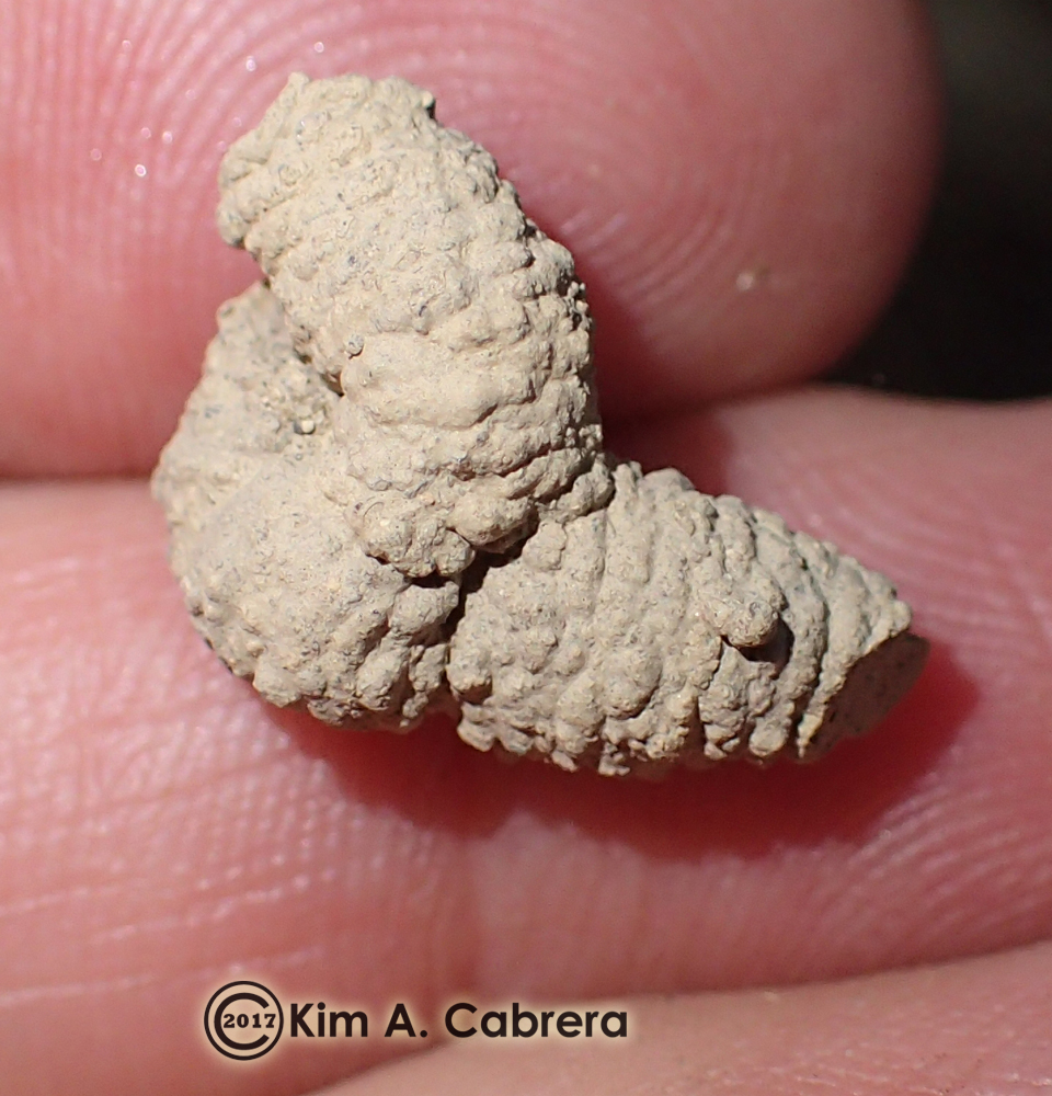 Spider wasp larval cocoon