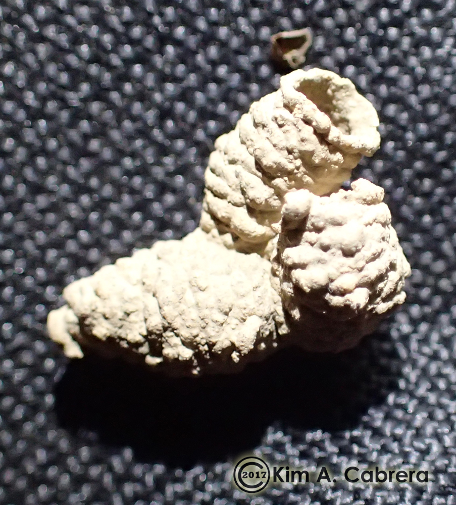 Spider wasp larval cocoon