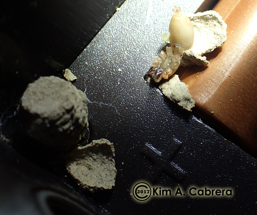 Spider wasp larval cocoon