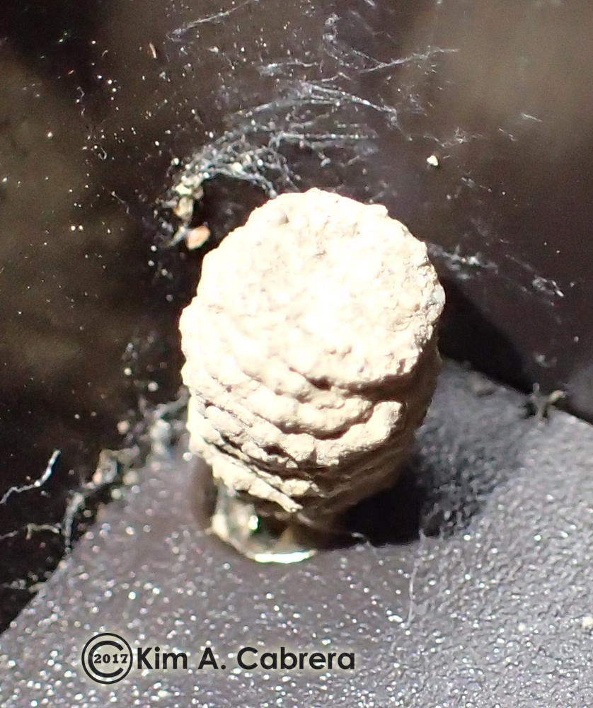 Spider wasp larval cocoon