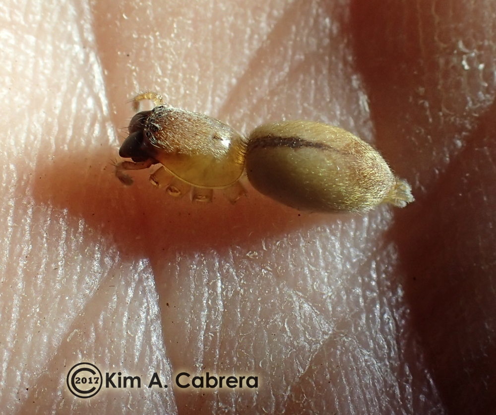 Spider wasp larval cocoon contents