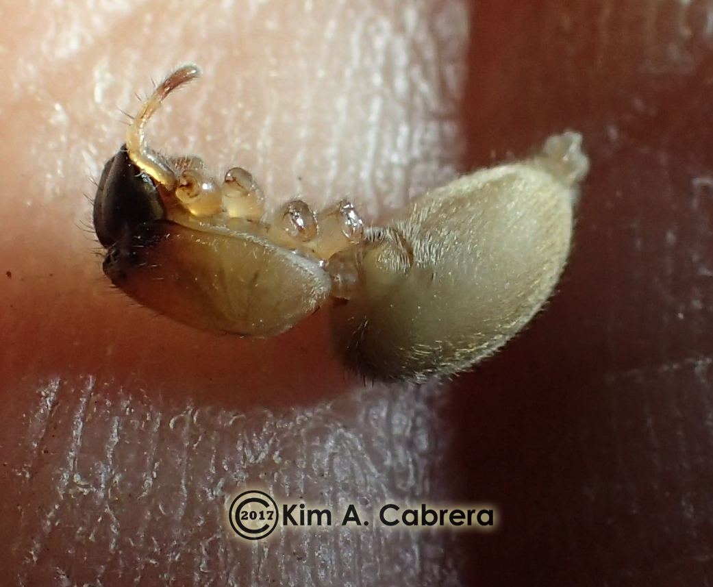 Spider wasp larval cocoon contents