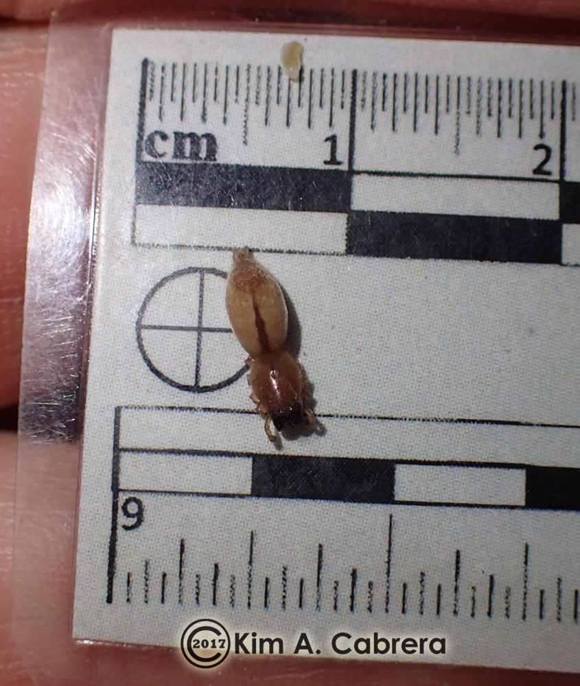 Spider wasp larval cocoon contents
