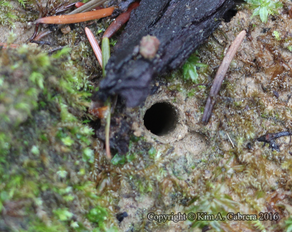 Tiger Beetle larva burrow