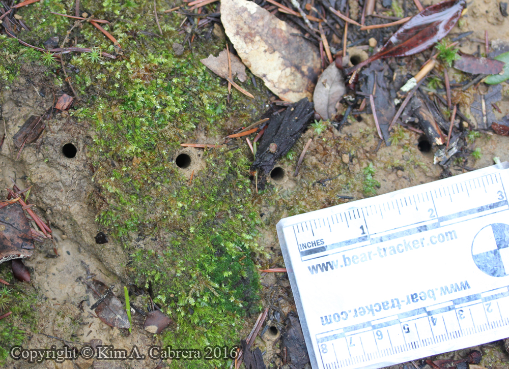 Tiger Beetle larva burrow