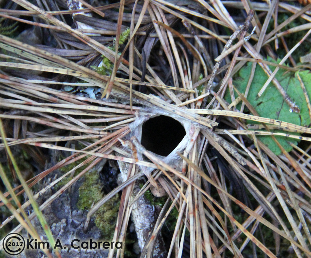 Turret Spider burrow