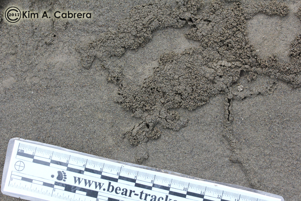 Variegated Mud-Loving Beetle trails