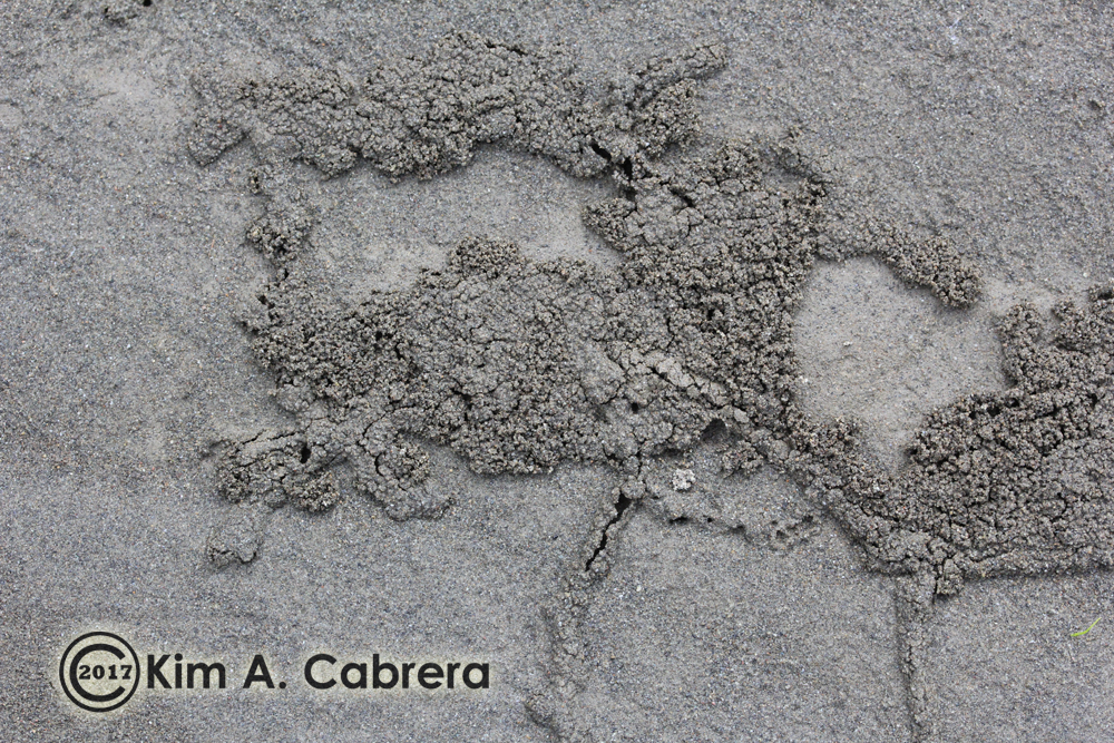 Variegated Mud-Loving Beetle trails