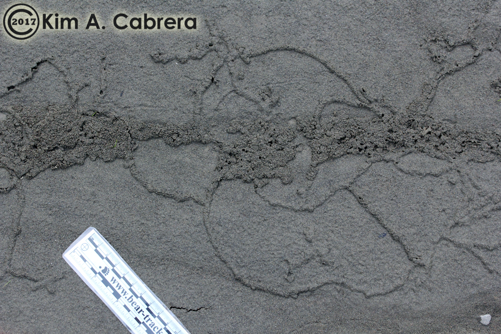 Variegated Mud-Loving Beetle trails