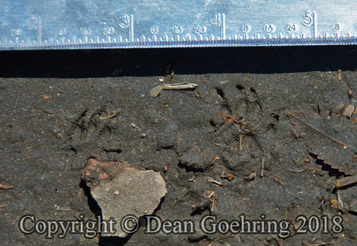 White-tailed antelope squirrel tracks