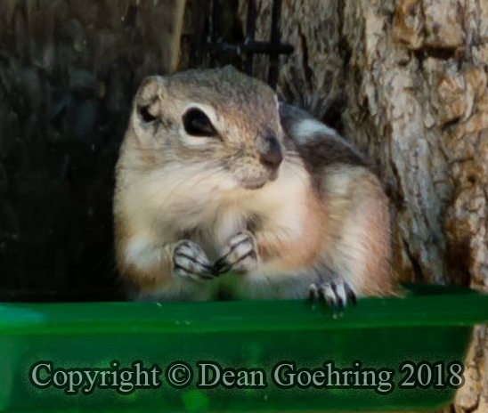 White-tailed antelope squirrel