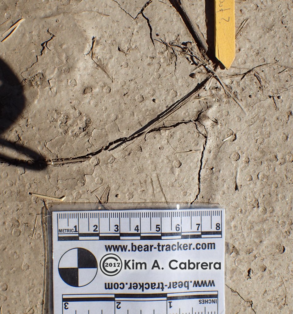 white-tailed antelope squirrel tracks