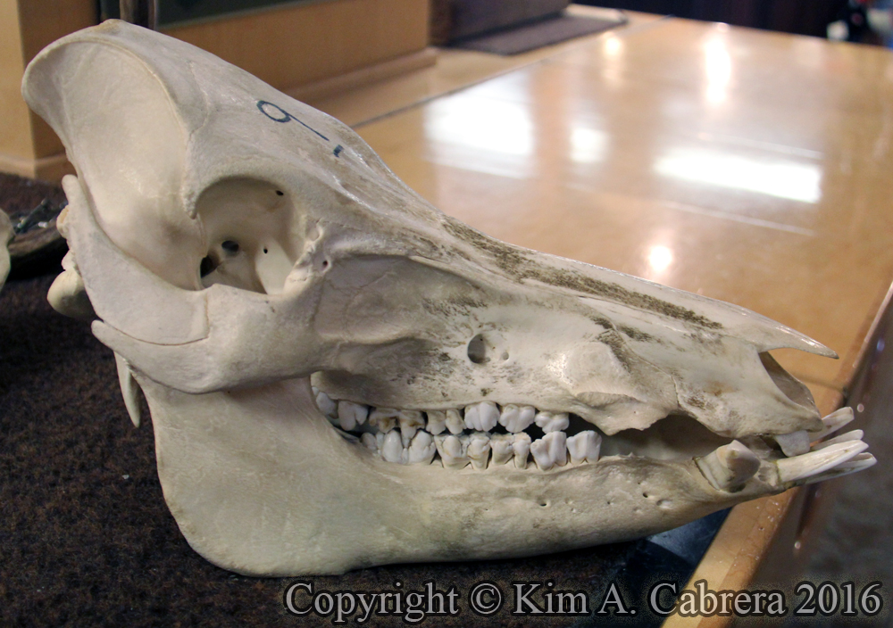 wild pig
              skull