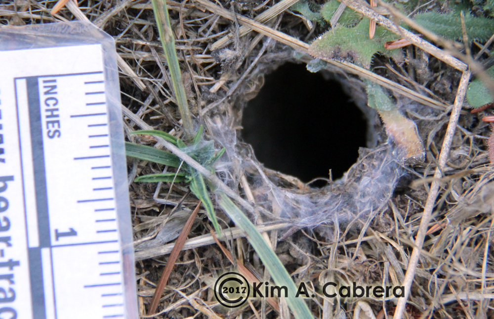 wolf spider burrow
