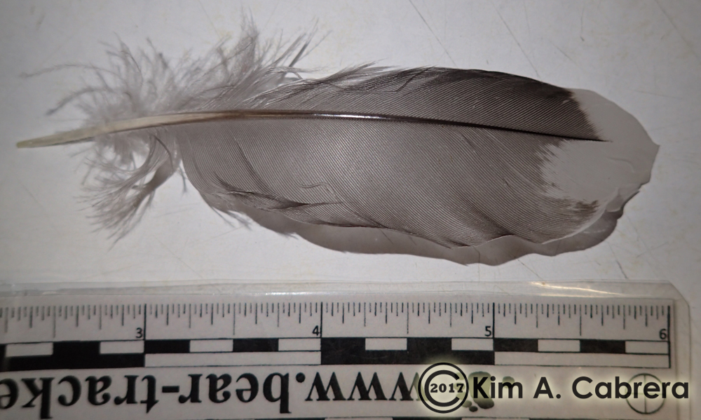 wood duck feather