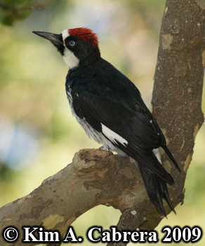 Acorn
                    woodpecker. Photo copyright Kim A. Cabrera 2009.