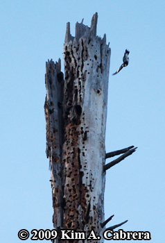Acorn woodpeckers storing acorns. Photo
                    copyright Kim A. Cabrera 2009.