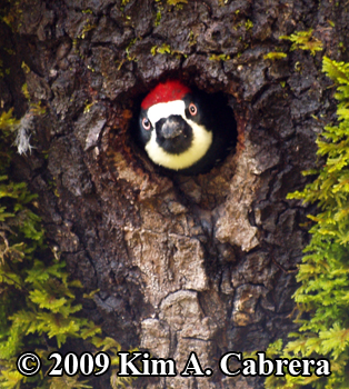 Acorn woodpecker in nest hole in a tree. Photo
                    copyright Kim A. Cabrera 2009.