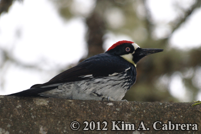 acorn woodpecker in a tree