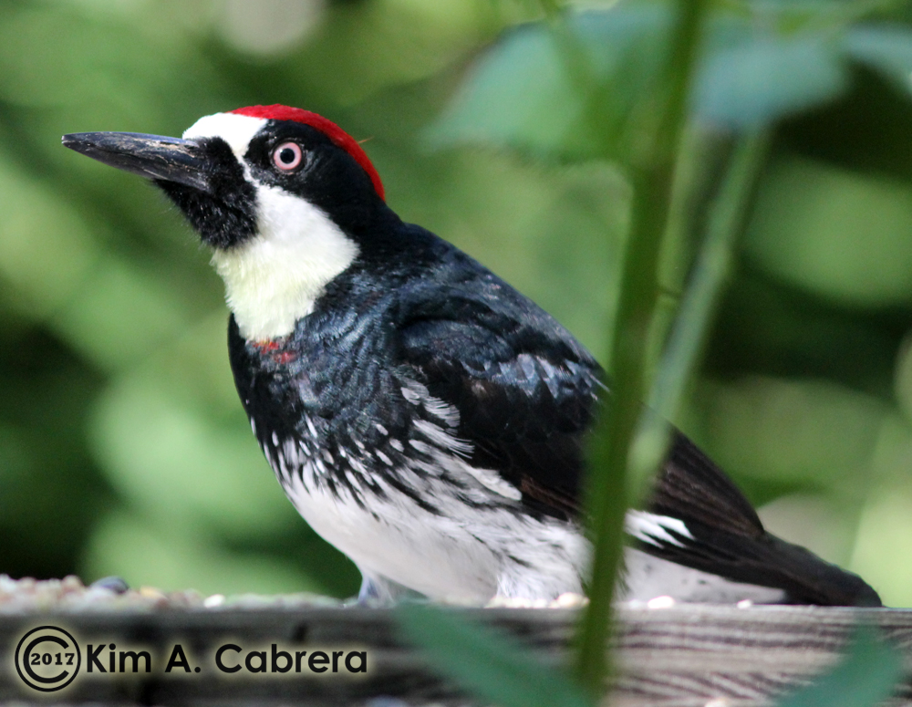 acorn woodpecker