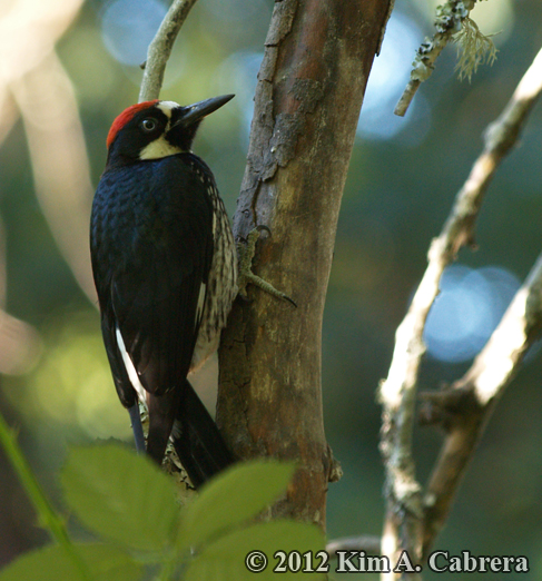 acorn woodpecker using tail feather