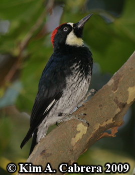 Acorn woodpecker. Photo copyright Kim A.
                    Cabrera 2009.