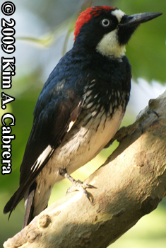 Acorn woodpecker on a branch. Photo copyright
                    Kim A. Cabrera 2009.