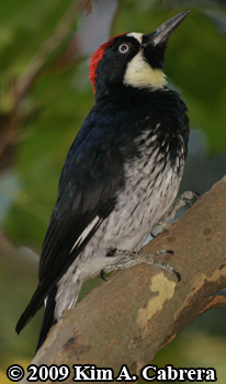Acorn woodpecker side view. Photo copyright Kim
                    A. Cabrera 2009.