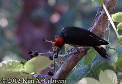 acorn woodpecker eating berries