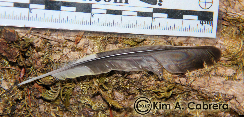 Acorn woodpecker feather