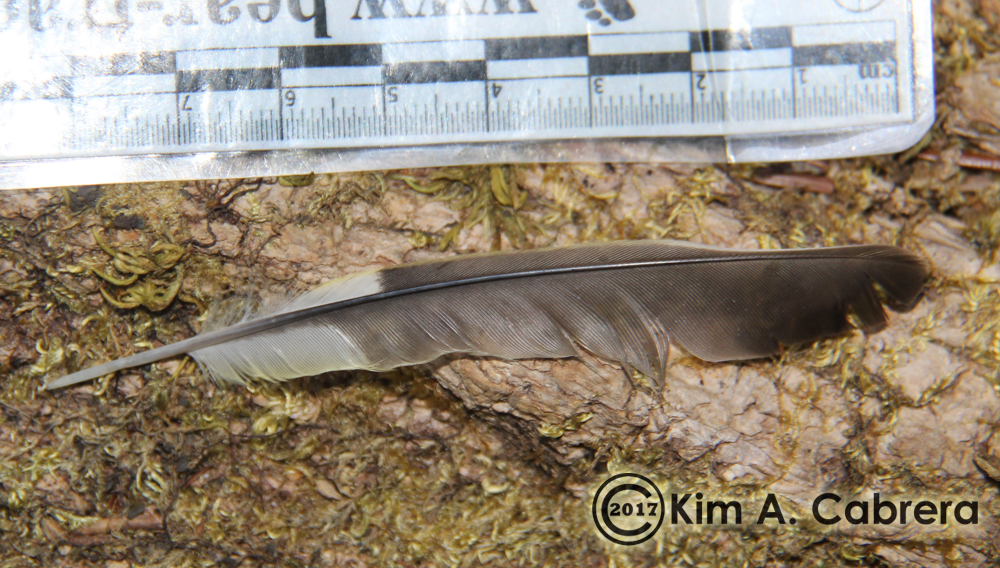 Acorn woodpecker feather