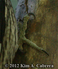 acorn woodpecker foot