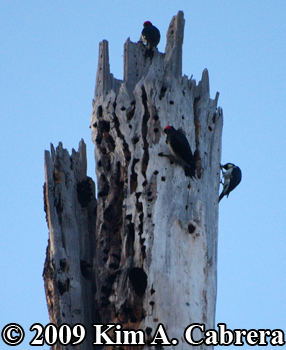 Acorn woodpeckers at work storing acorns. Photo
                    copyright Kim A. Cabrera 2009.