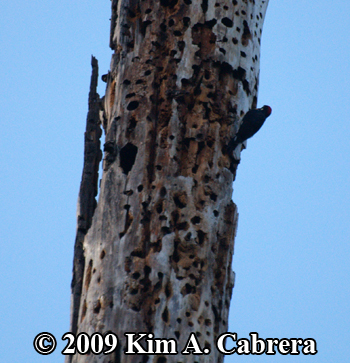 Acorn woodpecker storing an acorn. Photo
                    copyright Kim A. Cabrera 2009.