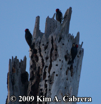 Acorn woodpeckers storing acorns. Photo
                    copyright Kim A. Cabrera 2009.