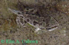 Almost a
                  frog.