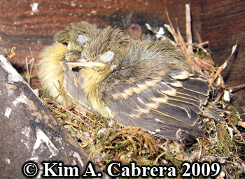 american goldfinches in nest