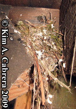 american goldfinch
                  nest