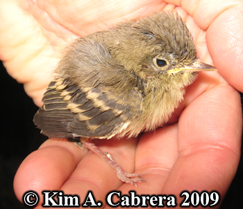 baby goldfinch